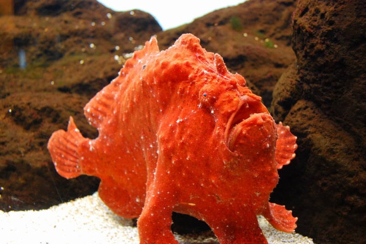 Waikiki Aquarium - Gallery Image 3